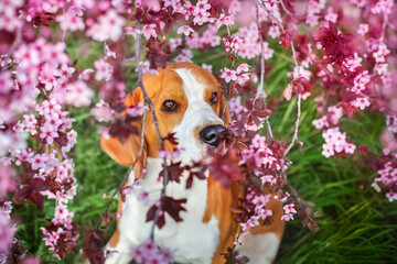 Beagle dog portrait in  spring sakura  blossom tree