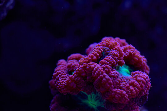 bright sea coral Blastomussa