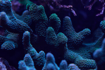 sea ​​coral Sps Montipora