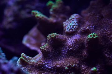 sea ​​coral Sps Montipora
