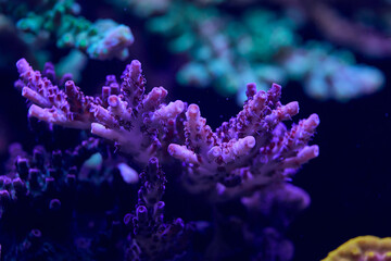 sea ​​coral acropora - obrazy, fototapety, plakaty
