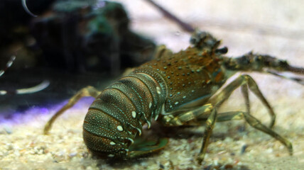 Lobster fish in the water