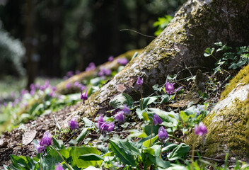 樹木公園に群生するカタクリ