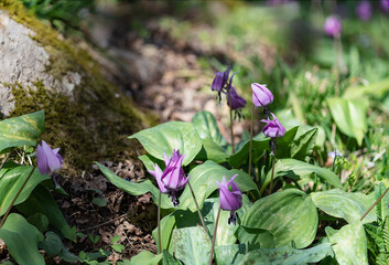 樹木公園に群生するカタクリ