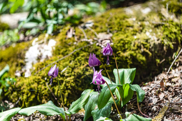 樹木公園に群生するカタクリ