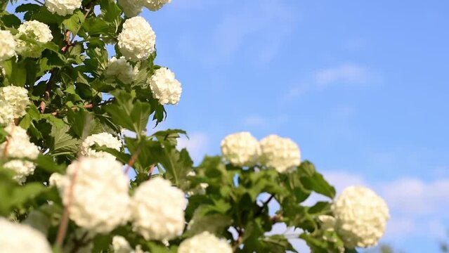 Blooming Viburnum opulus on a blue sky background.Spring concept.Slow motion, selective focus.