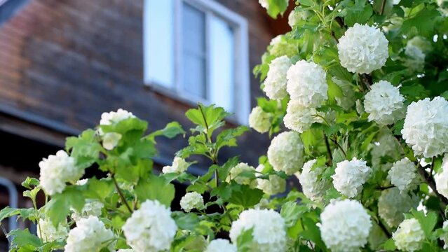 Blooming Viburnum opulus on the background of a country wooden house.Spring concept.Slow motion,selective focus.