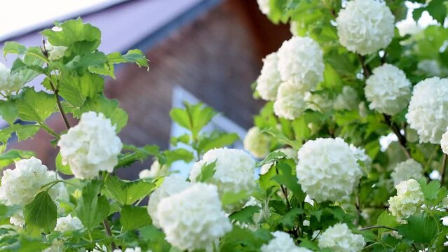Blooming Viburnum opulus on the background of a country wooden house.Spring concept.Slow motion,selective focus.