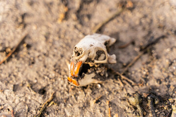 Crâne de rat dans le désert