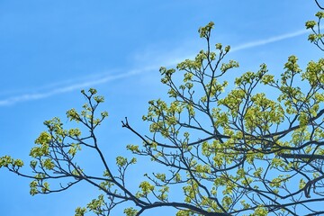 Spring Green Leaves Tree Branch