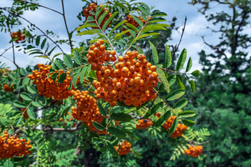 Bright orange rowan fruits grow on a tree in the park. Beautiful summer natural background with ripe juicy mountain-ash berries on green foliage background