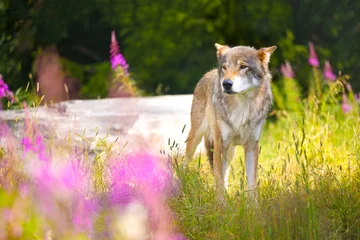Foto auf Alu-Dibond Beautiful adult male grey wolf in beautiful grass meadow in the forest © kjekol