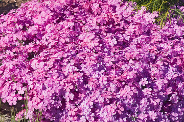 Creeping phlox (Phlox subulata). Called Moss phlox, Moss pink and Mountain phlox also.
