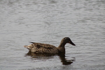 female mallard swimming