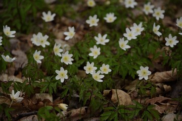 Wood anemone white flowers in forest, wild spring flowers.
