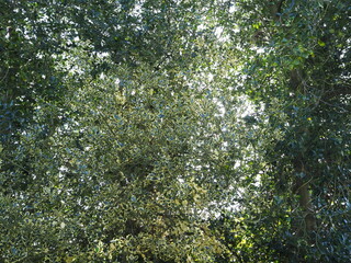 画面いっぱいに埋め尽くされた葉っぱ