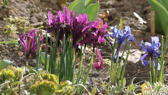 Purple and blue netted iris (Iridodictyum reticulatum or Iris reticulata) flowers in garden. April, Belarus