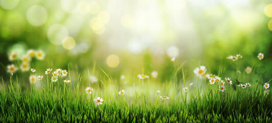 Beautiful blooming chamomiles in green meadow on sunny day, bokeh effect. Banner design