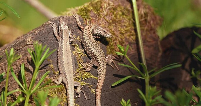 a reptile captured by a camera up close in nature male and female