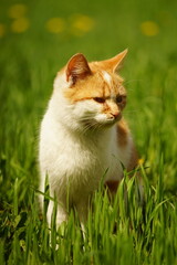 Naklejka na ściany i meble Ginger white cat rest in vivid green grass on a spring day