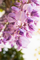 Fototapeta na wymiar Blooming wistaria branch in the spring orchard. Purple flower wisteria in spring.
