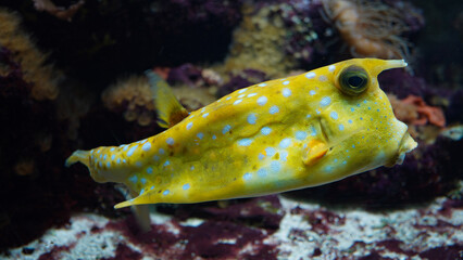 Close up of a longhorn cowfish (Lactoria cornuta)