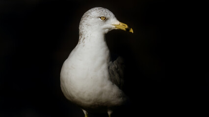 close up of a seagull