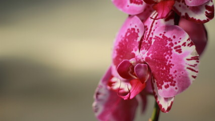 close up of pink orchid