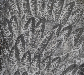 Concrete pavement with fanning pattern of white black leaf shape markings 