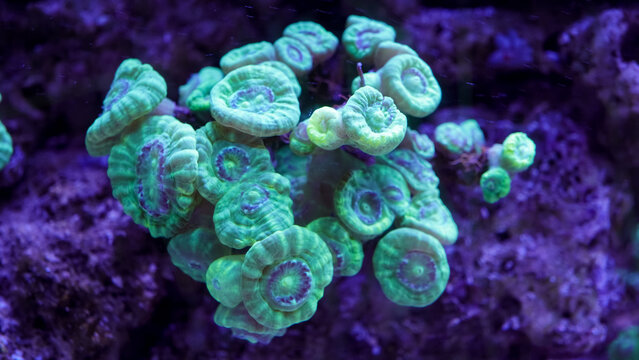 Caulastrea curvata LPS coral