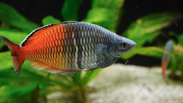 Colorful Boeseman's Rainbowfish, Melanotaenia boesemani