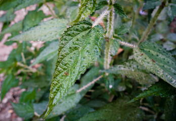 A close up shot of Stinging nettle (Urtica dioica)