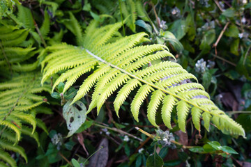 A close up shot of Christella normalis, synonym Thelypteris kunthii, sometimes known as Kunth's maiden fern or southern shield fern © Rupendra143