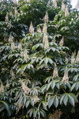 Close up shot of leaves and flowers of horse chestnut, Aesculus species called buckeye