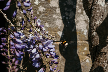 bumble bee flying towards wisteria