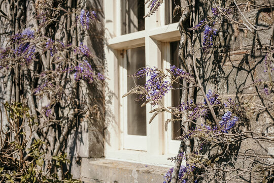 Wisteria in bloom around a window frame on an old stone house