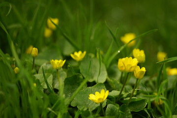 small yellow flowers grows in a spring garden.