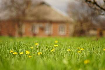 Spring garden with vivid green grass and yellow dandelion flowers on rural house background
