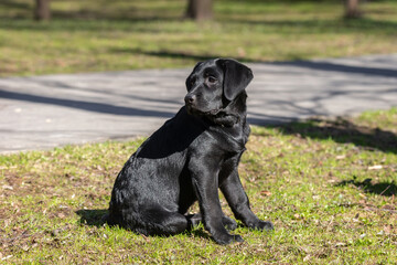 Labrador retriever puppy in grass