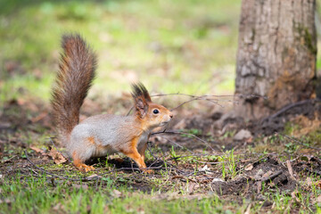 Naklejka na ściany i meble Red squirrel sits in the grass.