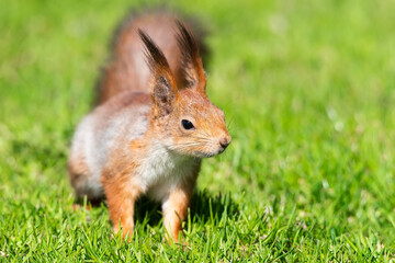 Red squirrel sits in the grass.