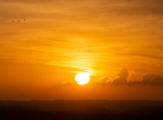 Three birds in the yellow morning sky in Utrecht, the Netherlands. 