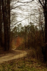 Pathway in early spring forest, forest landscape, road in forest background.