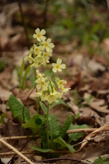 Primula veris, the cowslip blooming in spring forest, vertical.