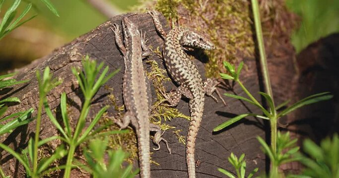 lizards filmed camera close up in the wild in the woods