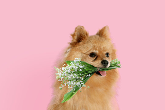 Cute little dog with beautiful lily of the valley flowers on pink background