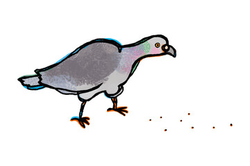 右向きのドバトが餌を食べている