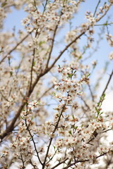 Blooming almond tree with white flowers on pale blue sky backgro