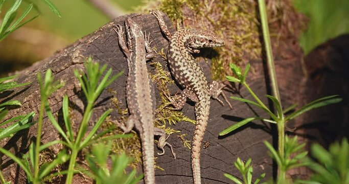 forest lizards in a forest on a tree one of the lizards moves