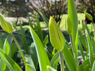 Obraz premium The tightly closed bud of a red tulip, buds ready to open when spring comes.